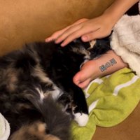 撫でてもらう猫