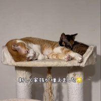 寝ている猫と子猫
