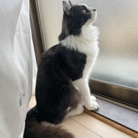 窓の外を見る白黒猫