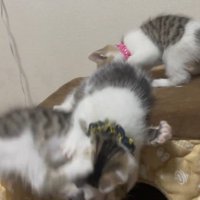 レッドちゃん落下