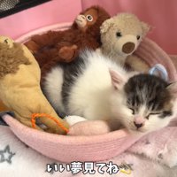 テロップ「いい夢見てね」