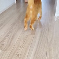 飼い主さんを追い掛ける茶トラ猫