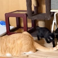 猫の様子