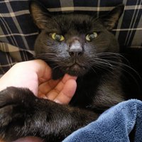顎下を飼い主になでられる黒猫