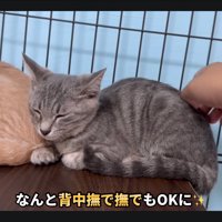 撫でられる猫