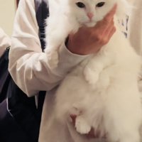 投稿主さんに抱っこされるマンチカン