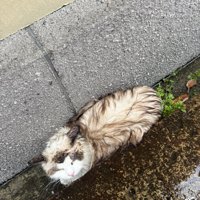 ずぶ濡れの猫