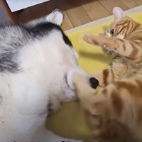 犬と子猫