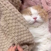 ブランケットをかけて寝る猫