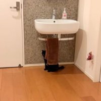 洗面台の猫