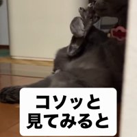 足を舐める猫1