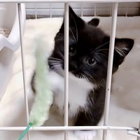 おもちゃで遊ぶ子猫