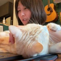 噛み続ける猫