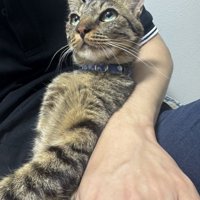 飼い主の腕の中でくつろぎながら、飼い主の顔を見上げる猫