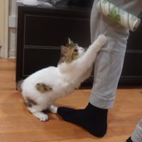 足に前足をかけて