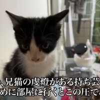 猫のアップ