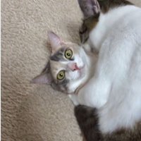 猫の上に馬乗りになっている猫