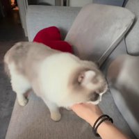 飼い主の手を噛む猫