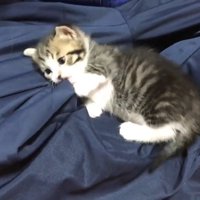 ズボンをかじる姿