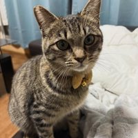 ソファの上でお座りをしている黄色いリボンをつけた猫