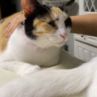 背中をなでられる猫