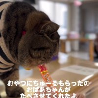 おやつを食べる猫