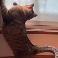 ヤモリを見る猫