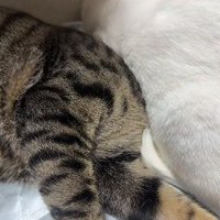 猫の下敷きになった猫の様子