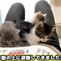 飼い主のお腹の上に乗る子猫達