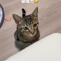 戸惑う猫2