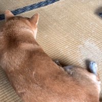 ももちゃんの後ろ姿
