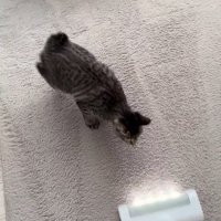 カーペットに掃除機をかける飼い主