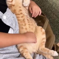 女の子の膝の上に仰向けになる猫