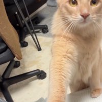 飼い主の顔を見つめながら前足を伸ばす猫