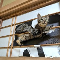 障子の桟にしがみつく猫