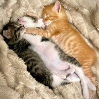 寄り添って寝る3匹の子猫