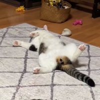 足を広げて休憩する猫