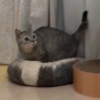 走り去る子猫を見てビクッとするスコティッシュフォールド