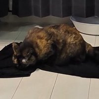Tシャツの脇付近に顔を寄せるうにちゃん
