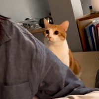 飼い主の後ろで声をあげる猫