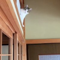 障子に突っ込んだ猫