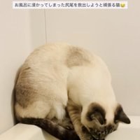 湯船に浸かった尻尾を救い出そうとするシャムミックス