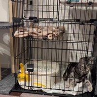 ケージから手を出す猫