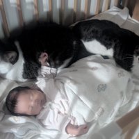 ベビーベッドで眠る赤ちゃんのそばに座る2匹の猫