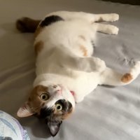 猫がひっくり返った瞬間