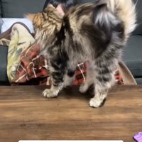 背中を弓形にして両手足をピンと伸ばしている猫
