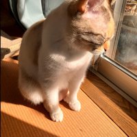 おすわりしながらウトウトする猫