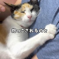 抱っこされる猫