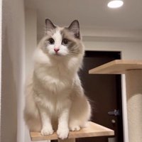 タワー2段目の猫