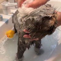 シャンプーする猫